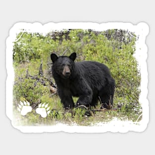 Black Bear Sticker